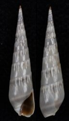 Hastula cinerea
