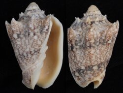 Cymbiola chrysostoma