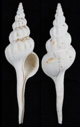 Fusinus marisinicus