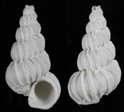 Epitonium magellanicum