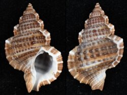 Gyrineum natator