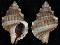 Gyrineum natator