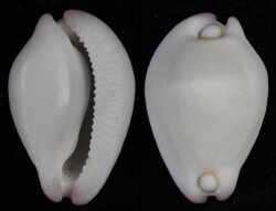 Calpurnus verrucosus