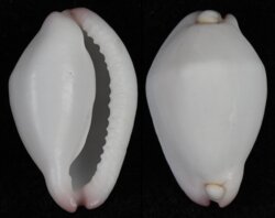 Calpurnus verrucosus