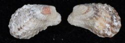 Cardita calyculata