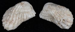 Cardita calyculata