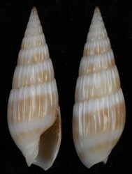 Hastula hastata
