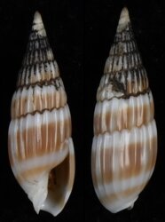 Hastula hastata