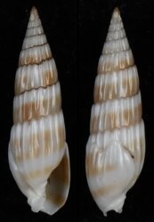 Hastula hastata