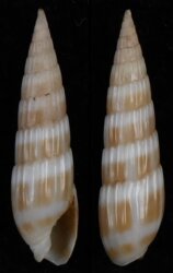 Hastula hastata