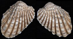 Cardita variegata