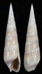 Hastula cinerea