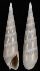 Hastula cinerea