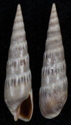 Hastula cinerea