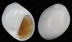 Polinices mammilla