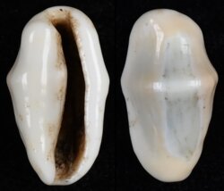 Cyphoma gibbosa
