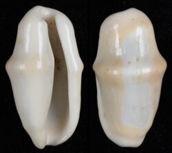 Cyphoma gibbosum