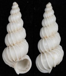 Epitonium georgettina