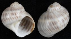 Natica gualteriana