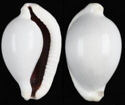 Ovula ovum