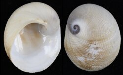 Sinum javanicum