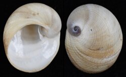 Sinum javanicum