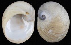 Sinum javanicum