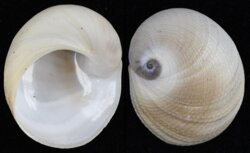 Sinum javanicum