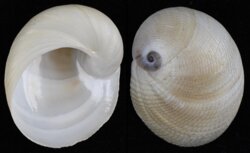 Sinum javanicum