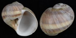 Natica vitellus