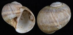 Natica vitellus