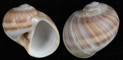Natica vitellus