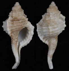 Ranularia sinensis