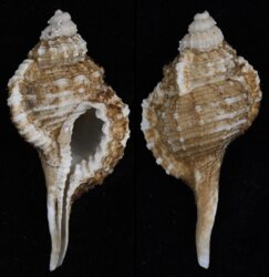 Ranularia sinensis