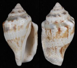 Canarium mutabile