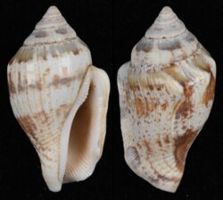 Canarium mutabile