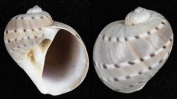 Quantonatica alapapilionis