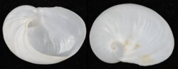 Sinum planulatum