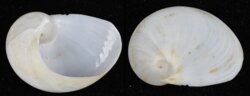 Sinum planulatum