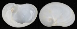 Sinum planulatum
