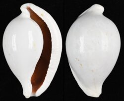Ovula ovum