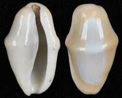 Cyphoma gibbosa