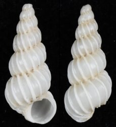 Epitonium georgettina