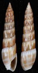 Hastula hastata