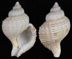 Linatella caudata