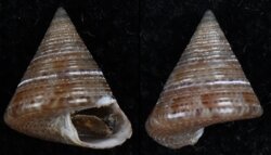 Calliostoma laugieri