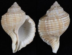 Linatella caudata