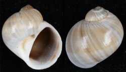 Natica gualteriana