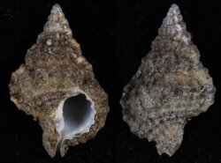 Gyrinum gyrineum