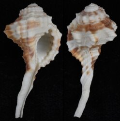 Ranularia exilis